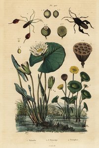 黄蓮（Nelumbo lutea）1、ハダカデバネズミ（Anisoscelis foliaceus）2とAnoplocnemis curvipes 3、白水蓮（Nymphaea alba）4などが挙げられます。 作： Unbekannt