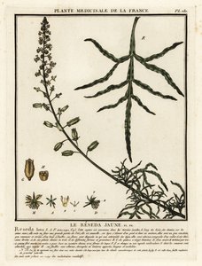 黄色のミニョネット、Reseda lutea。