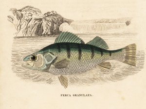 イエロー・パーチ、Perca flavescens（グラニュレーテッド・パーチ、Perca granulata）。Georg Friedrich Treitschkeの自然史ギャラリー、Naturhistorischer Bildersaal des Thierreiches、Liepzig-1842所蔵の手彩色スチール・エングレーヴィング。 作： Unbekannter Künstler