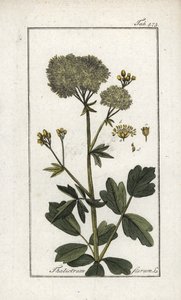 黄色いピガモン（Thalictrum flavum）。オランダ、ヨハネス・ゾーン（1739-1799）作 "Afbeelding der Artseny-Gewassen "からのリトグラフ。