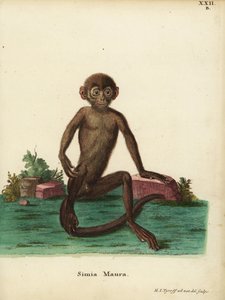若いバンドウラングール、Presbytis femoralis。シミア・マウラ。Johann Christian Daniel Schreber