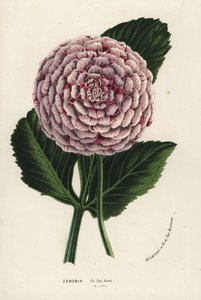 ゼノビア・ダリアの雑種、ダリア・コクシネア。Louis van Houtte and Charles Lemaire
