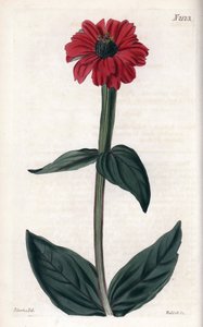 赤い花を咲かせるジニア。ジョン・カーティスが主役でウェッデルが墓を彫った銅版画、"Curtis Botanical Magazine "に掲載。 作： Unbekannter Künstler