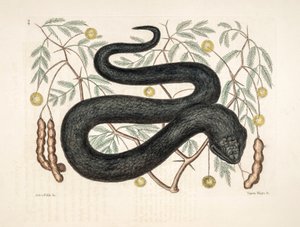 動物園イラスト/Vipera nigra/Black Viper 作： Unbekannter Künstler