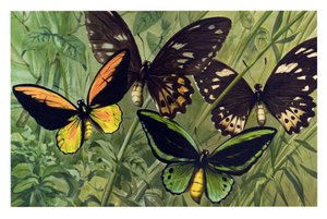 動物図表: チョウチョウウオ (Ornithoptera croesus)、オスとメス 作： Unbekannter Künstler