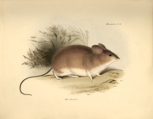 動物学：チャールズ・ダーウィンがビーグル号での探検旅行中に記載したダーウィンの "Mud Darwinii "またはネズミ。The Zoology of the voyage of H.M.S. Beagle under the command of Captain Fitzroy during the years 1832 to 1836 edited and sup." （フィッツロイ船長率いるビーグル号の1832年から1836年にわたる航海の動物学）より。