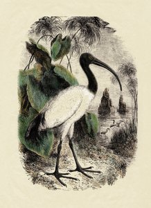 動物学：サクレトキ（Threskiornis aethiopicus）、19世紀の版画 作： Unbekannter Künstler
