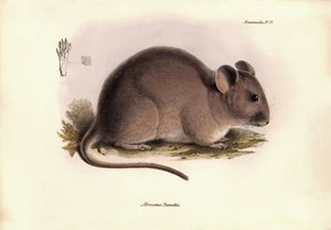 動物学：チャールズ・ダーウィンがビーグル号での探検旅行中に記載した "Abrocoma Bennettii "またはチンチラ・ベネット。1832年から1836年までのフィッツロイ船長率いるH.M.S.ビーグル号の航海の動物学』より。