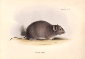 動物学：チャールズ・ダーウィンがビーグル号での探検旅行中に記載した "Arocoma Cuvieri "またはAbocoma de Cuvier。The Zoology of the voyage of H.M.S. Beagle under the Command of Captain Fitzroy during the years 1832 to 1836 edit（フィッツロイ船長率いるビーグル号の1832年から1836年にわたる航海の動物学）」のプレート。