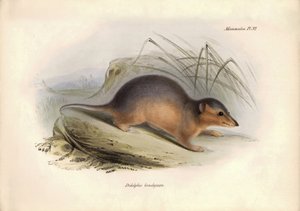動物学：チャールズ・ダーウィンがビーグル号での探検旅行中に記載したオポッサム科の "Didelphis brachiura"。The Zoology of the voyage of H.M.S. Beagle under the Command of Captain Fitzroy during the years 1832 to 1836（フィッツロイ船長率いるビーグル号の1832年から1836年にわたる航海の動物学）」のプレート。