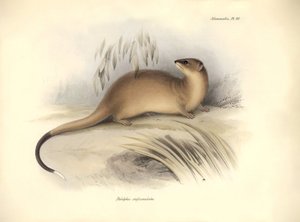 動物学：チャールズ・ダーウィンがビーグル号での探検旅行中に記載したオポッサム科の "Didelphis crassicaudata"。The Zoology of the voyage of the H.M.S. Beagle under the command of Captain Fitzroy during the years 1832 to the years "のプレート。 作： Unbekannter Künstler