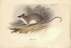 動物学：チャールズ・ダーウィンがビーグル号での探検旅行中に記載したオポッサム科の "Didelphis elegans"。The Zoology of the voyage of the H.M.S. Beagle under the command of Captain Fitzroy during the years 1832 to 1836（フィッツロイ船長率いるビーグル号の1832年から1836年にわたる航海の動物学）」のプレート。