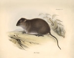 動物学：チャールズ・ダーウィンがビーグル号での探検旅行中に記載したオーストラリア沿岸の齧歯類 "Mus fuscipes"。The Zoology of the voyage of H.M.S. Beagle under the Command of Captain Fitzroy during the years 1832 to 1832（フィッツロイ船長率いるH.M.S.ビーグル号の1832年から1832年までの航海の動物学）」より。