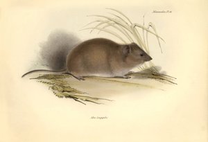動物学：チャールズ・ダーウィンがビーグル号での探検旅行中に記載した "Mus longipilis"（野ネズミ科）。The Zoology of the voyage of H.M.S. Beagle under the command of Captain Fitzroy during the years 1832 to 1832 "のプレート。