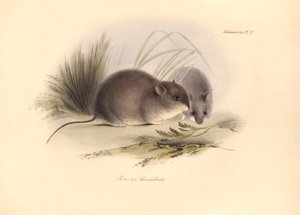動物学：チャールズ・ダーウィンがビーグル号での探検旅行中に記述した、パタゴニアのチンチラ（Reithrodon Chinchilloides）。フィッツロイ船長率いるH.M.S.ビーグル号の1年間の航海の動物学』より。 作： Unbekannter Künstler
