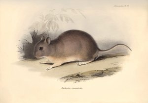 動物学：チャールズ・ダーウィンがビーグル号での探検旅行中に記載した "Reithrodon Cuniculoides "またはげっ歯類。The Zoology of the voyage of H.M.S. Beagle under the Command of Captain Fitzroy during the years 1832 to 1836 edited（フィッツロイ船長率いるビーグル号の1832年から1836年にわたる航海の動物学）」のプレート。 作： Unbekannter Künstler