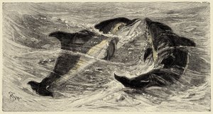 動物学：イルカ（delphinus delphis）について、カルロ・ヴォクトとフェデリコ・シュペヒトが1884年の "Natural history illustree: mammals "に記述し、図解している。 作： Unbekannter Künstler