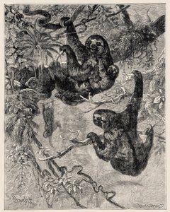 動物学：Carlo VogtとFederico Spechtにより "Illustree Natural History "に記載され、図解されている：哺乳類」1884年 作： Unbekannter Künstler