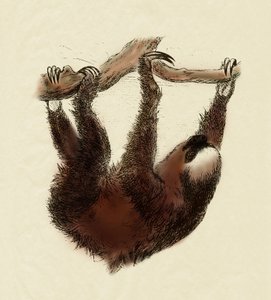 動物学：怠け者（Bradypus tridactylus） 作： Unbekannter Künstler