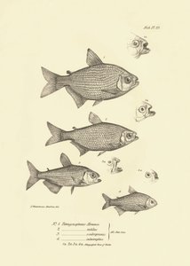 動物学：チャールズ・ダーウィンがビーグル号での航海中に記述した魚「Tetragonopterus Abramis, rutilus, scabripinnis, interruptus」の表現。The zoology of the voyage of H.M.S. Beagle under the command of Captaain Fitzroy dur（フィッツロイ船長率いるビーグル号航海の動物学）」のプレート。 作： Unbekannter Künstler