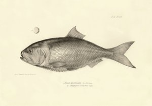 動物学：チャールズ・ダーウィンがビーグル号での航海中に記載した魚 "Alosa pectinata "の表現。The zoology of the voyage of H.M.S. Beagle under the Command of Captaain Fitzroy during the years 1832-1836" より。 作： Unbekannter Künstler