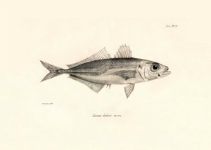 動物学：チャールズ・ダーウィンがビーグル号での航海中に記載した魚「Caranx declivis」の表現。The zoology of the voyage of H.M.S. Beagle under the Command of Captaain Fitzroy during the years 1832-1836" より。 作： Unbekannter Künstler