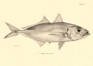 動物学：チャールズ・ダーウィンがビーグル号での航海中に記載した魚 "Caranx torvus "の表現。The zoology of the voyage of H.M.S. Beagle under the Command of Captaain Fitzroy during the years 1832-1836" より。 作： Unbekannter Künstler