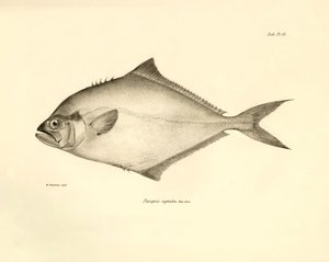 動物学：チャールズ・ダーウィンがビーグル号での航海中に記載した魚 "Paropsis signata "の表現。The zoology of the voyage of H.M.S. Beagle under the Command of Captaain Fitzroy during the years 1832-1836" より。 作： Unbekannter Künstler