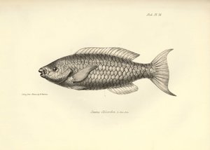 動物学：チャールズ・ダーウィンがビーグル号での航海中に記載した魚 "Scarus Chlorodon "の表現。The zoology of the voyage of H.M.S. Beagle under the Command of Captaain Fitzroy during the years 1832-1836" より。 作： Unbekannter Künstler