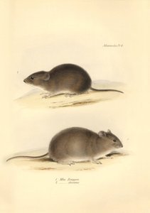 動物学：チャールズ・ダーウィンがビーグル号での探検旅行中に記載した "Mus Renggeri"（ネズミ）と "Mus obscurus"（ネズミ）。1832年から183年までのフィッツロイ船長率いるビーグル号の航海の動物学』より。