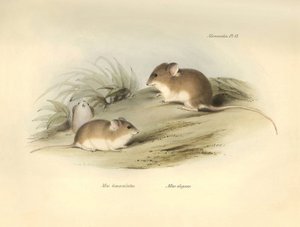 動物学：チャールズ・ダーウィンがビーグル号での探検旅行中に記載した "Mus albimaculatus"（ネズミ）と "Mus elegans"（ネズミ）。The Zoology of the voyage of H.M.S. Beagle under the Command of Captain Fitzroy during the years 1832 to 18（フィッツロイ船長率いるビーグル号の1832年から18年にわたる航海の動物学）」のプレート。 作： Unbekannter Künstler