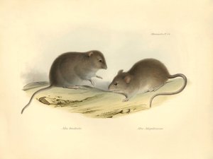 動物学：チャールズ・ダーウィンがビーグル号での探検旅行中に記載した "Mus brachiotis "と "Mus Magellanicus"（ネズミ）。The Zoology of the voyage of H.M.S. Beagle under the Command of Captain Fitzroy during the years 1832 to 1（フィッツロイ船長率いるビーグル号の1832年から1年にわたる航海の動物学）」のプレート。 作： Unbekannter Künstler