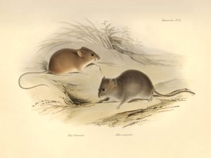 動物学：チャールズ・ダーウィンがビーグル号での探検旅行中に記載した "Mus flavescens "と "Mus arenicola"（ネズミ）。The Zoology of the voyage of H.M.S. Beagle under the Command of Captain Fitzroy during the years 1832 to 1836（フィッツロイ船長率いるビーグル号の1832年から1836年にわたる航海の動物学）」のプレート。 作： Unbekannter Künstler