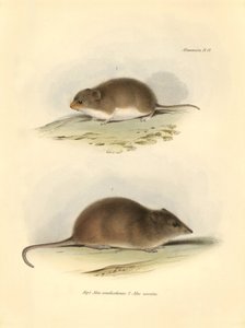 動物学：チャールズ・ダーウィンがビーグル号での探検旅行中に記載した "Mus xanthorhinus"（野ネズミ）と "Mus nasutus"。The Zoology of the voyage of H.M.S. Beagle under the Command of Captain Fitzroy during the years 1832 t.」のプレート。