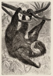 動物学：カルロ・ヴォクトとフェデリコ・シュペヒトによる「博物図説：哺乳類」1884年の解説と図版。