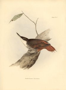 鳥類学チャールズ・ダーウィン(1809-1882)が観察・記述した南アメリカの鳥「Dendrodamus leucosternus」。The zoology of the voyage of H.M.S. Beagle. "のプレート。飛行。III, Birds described by John Gould, with notice of their habits by Charl. 作： Unbekannter Künstler
