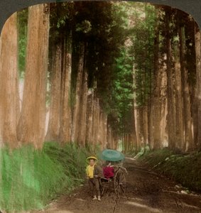 クリプトメリアスギの並木道、日光、日本、1896年。