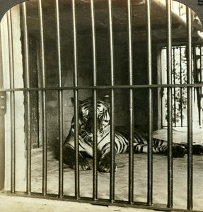 捕獲された人食いトラ、200人の死のせい、インド、カルカッタ、c1903。