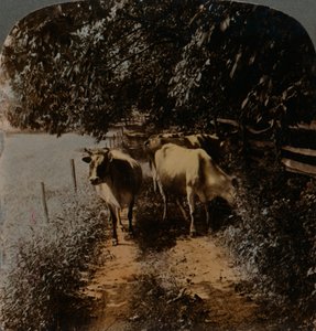 搾乳時にc1900に牛が家路を上ってくる。アーティスト：Elmer Underwood、Bert Elias Underwood。 作： Underwood and Underwood