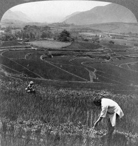 日本の阿蘇山の古い火口の肥沃な水田、1904年。 作： Underwood and Underwood