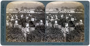 宇治の有名なプランテーションでお茶を選ぶ女の子、1904年 作： Underwood and Underwood