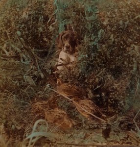 西部の大草原の国での狩猟、ウズラとポインタのコヴィー-トウモロコシの無精ひげ、1903年。アーティスト：Elmer Underwood、Bert Elias Underwood。 作： Underwood and Underwood