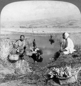 Men gathering rushes near Suzukawa, Fujiyama, Japan, 1904. 作： Underwood and Underwood