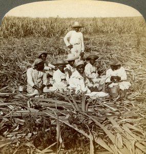ラユニオンシュガープランテーション、サンルイス、サンティアゴ県、キューバ、1899年。 作： Underwood and Underwood
