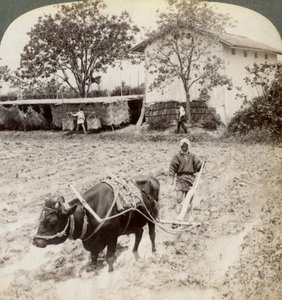 1904年、京都近郊の宇治の幹線道路の北にある、田植え用の氾濫地を耕すこと。