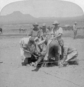 南アフリカのナウポールトでの馬の靴下、ボーア戦争、1900年