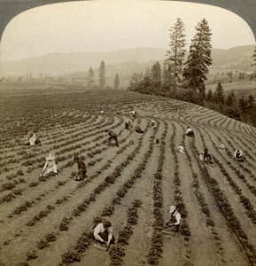 イチゴ狩り、シダークリークファーム、フッドリバーバレー、オレゴン、米国。 作： Underwood and Underwood