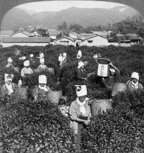 1904年、日本の宇治で茶摘み。 作： Underwood and Underwood