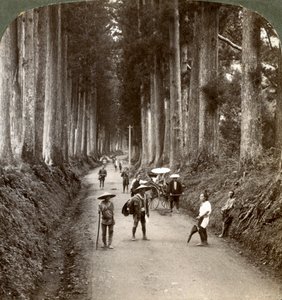 木立は神々の最初の寺院であり、日光、1904年に高貴な暗号学の道 作： Underwood and Underwood