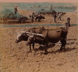 1905年、スウェーデンのヨンショーピング近郊の農場で牛を飼っている田舎の田舎者。アーティスト：エルマーアンダーウッド、バートエリアスアンダーウッド。 作： Underwood and Underwood